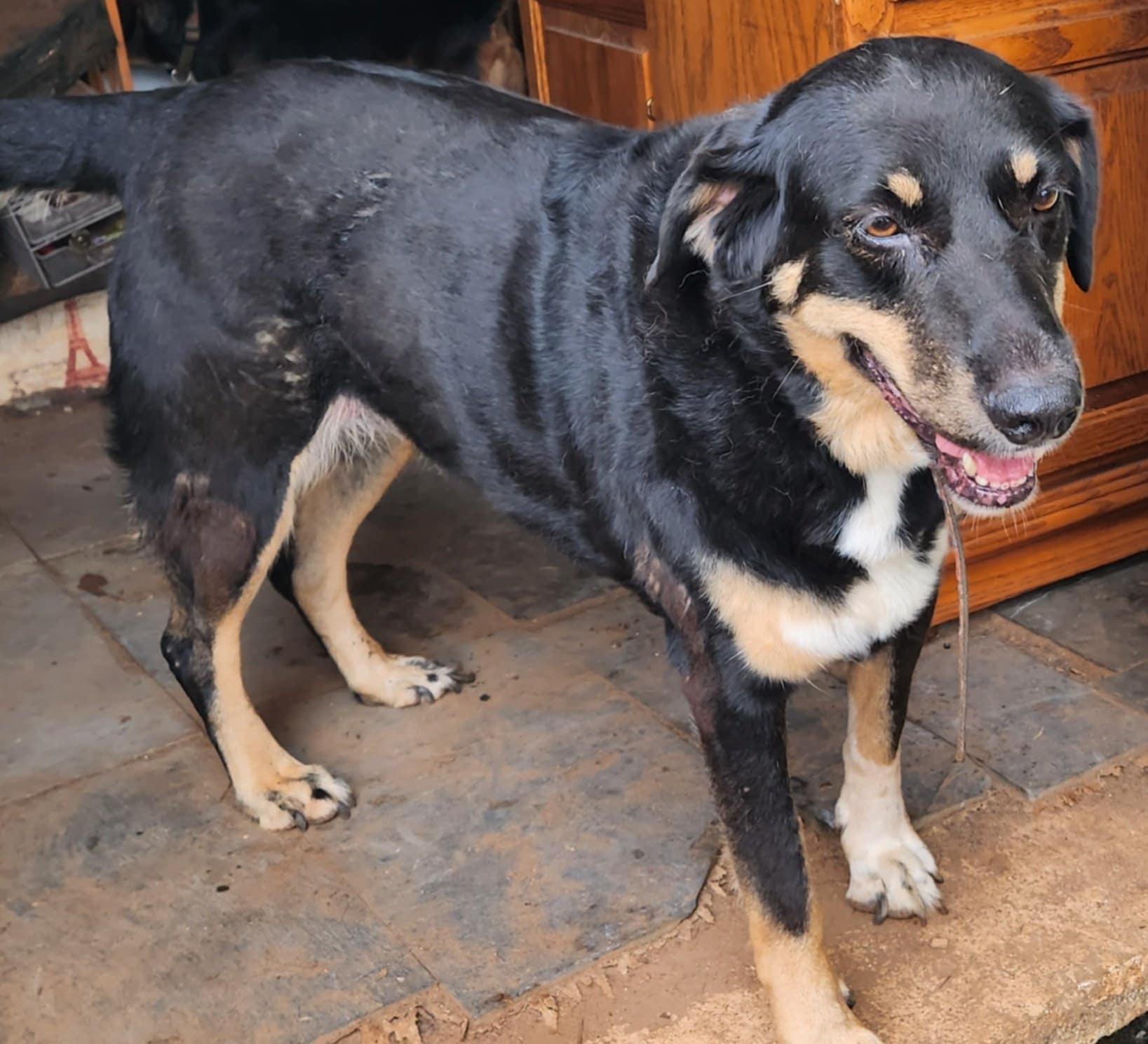 Enlarge Liberty, a Adoptable mixed breed in Six Mile, SC image 1/1