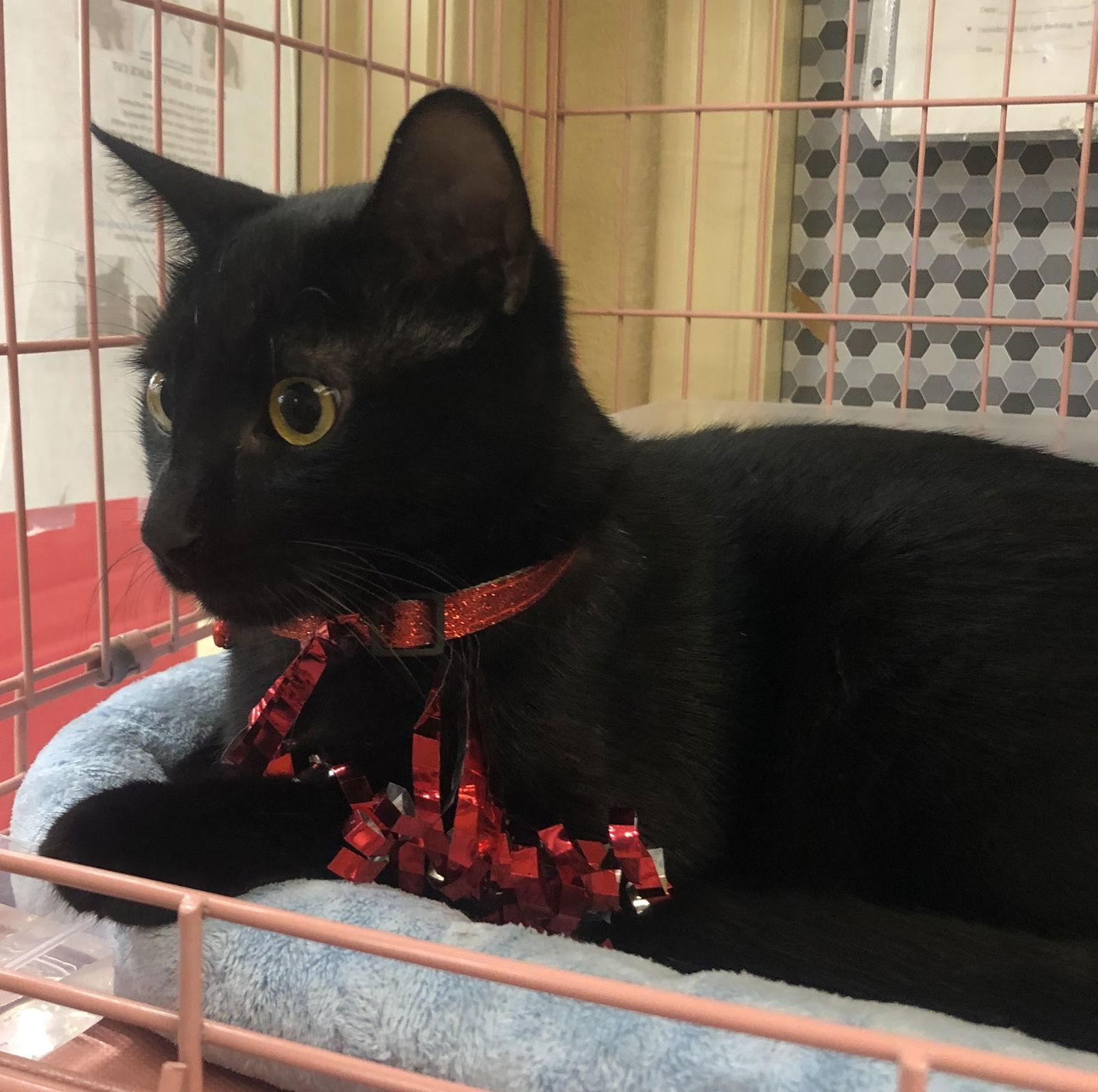 Midnight #mr-congenial, Adopted, Young Male Bombay & Domestic Short Hair.