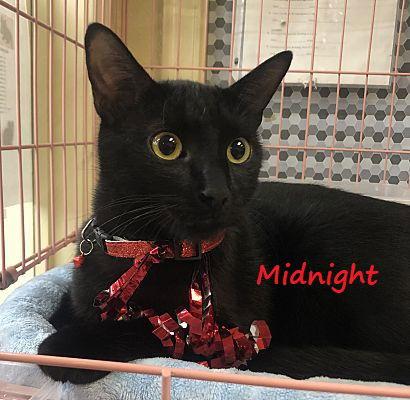 Enlarge Midnight #mr-congenial, a Adopted mixed breed in Houston, TX image 2/2