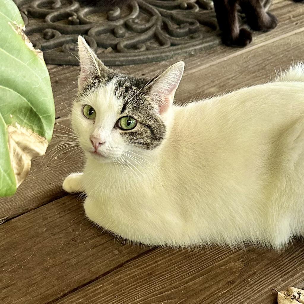Enlarge Pearl biscuits, a Adoptable American Shorthair in Foley, AL image 1/6