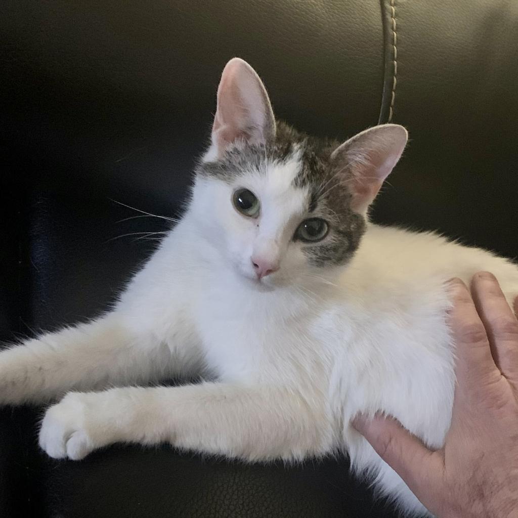 Enlarge Pearl biscuits, a Adoptable American Shorthair in Foley, AL image 2/6