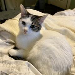 Enlarge Pearl biscuits, a Adoptable American Shorthair in Foley, AL image 3/6