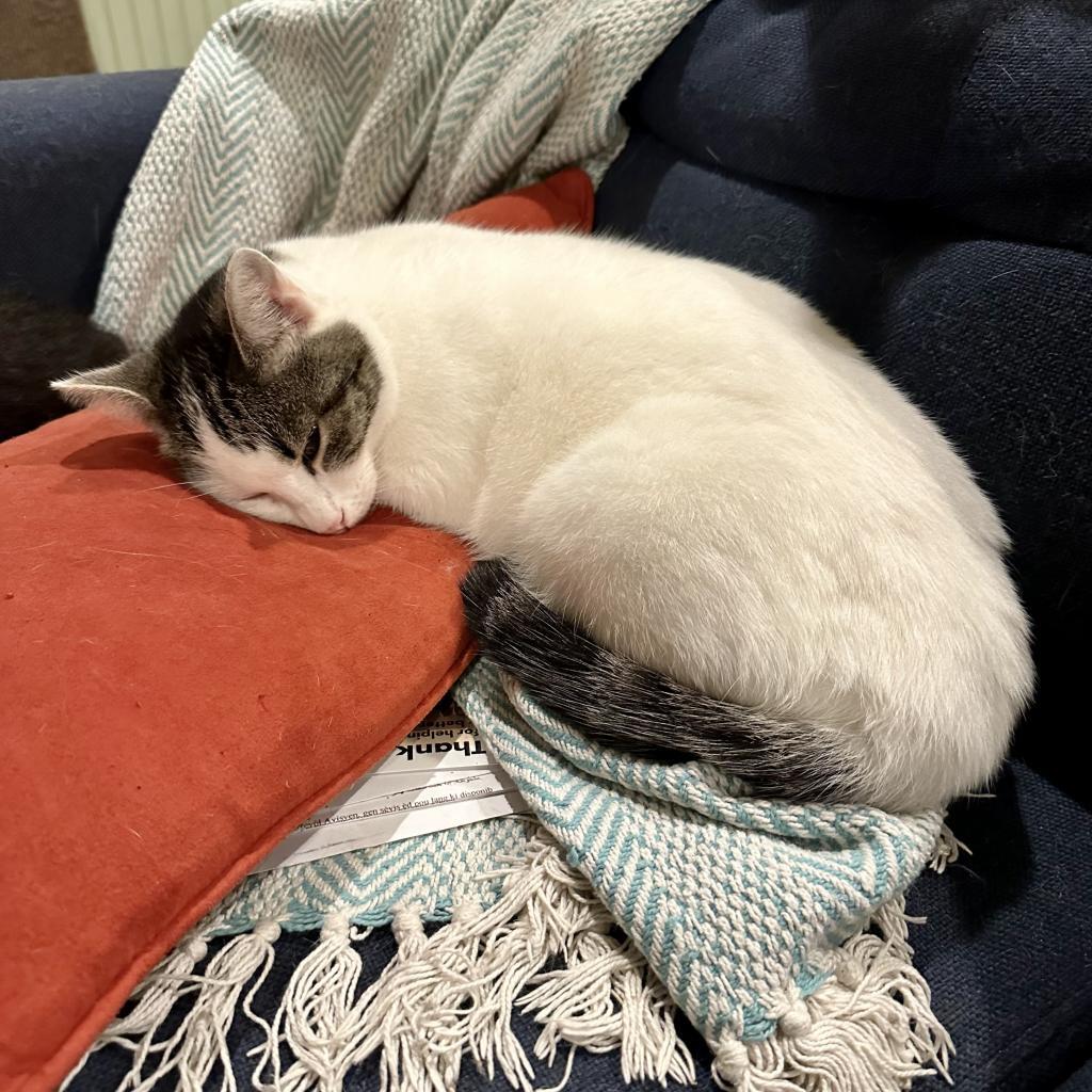 Enlarge Pearl biscuits, a Adoptable American Shorthair in Foley, AL image 4/6