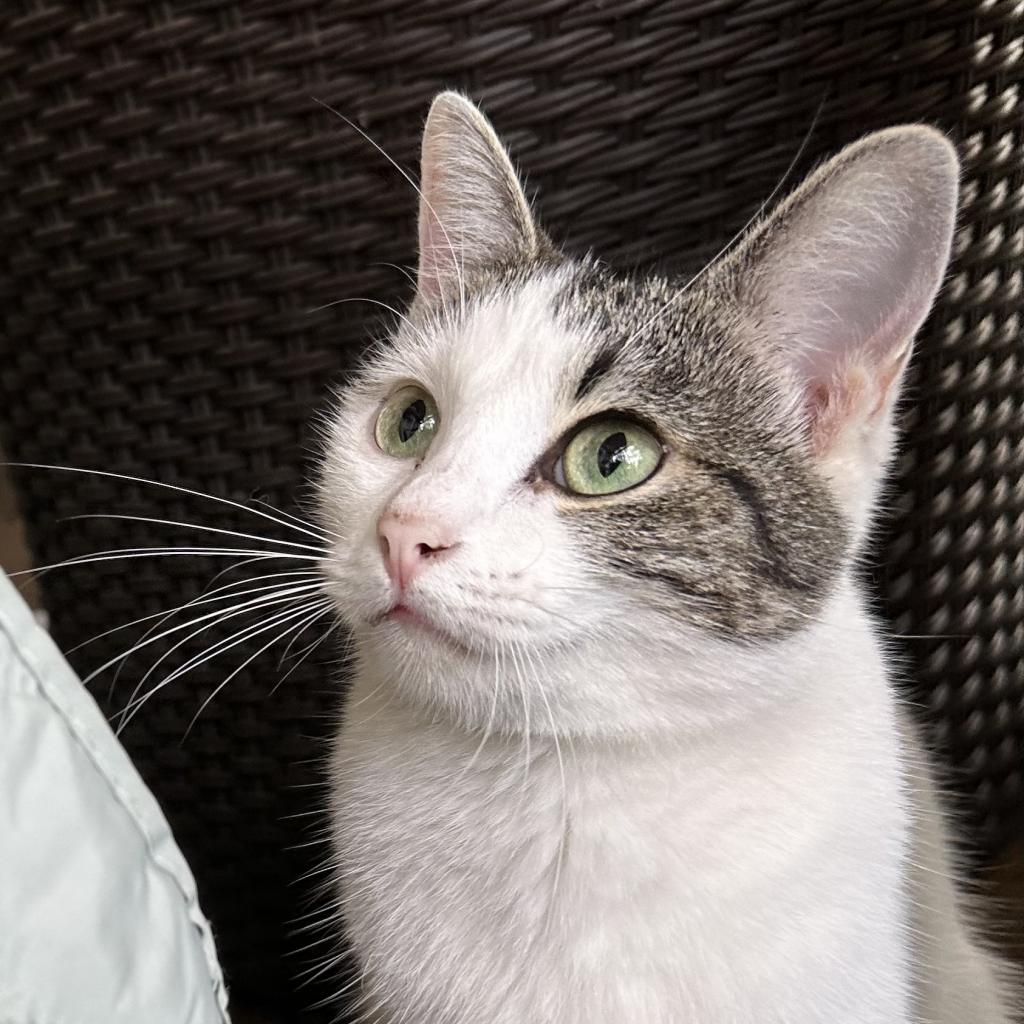 Enlarge Pearl biscuits, a Adoptable American Shorthair in Foley, AL image 5/6