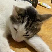 Enlarge Pearl biscuits, a Adoptable American Shorthair in Foley, AL image 6/6