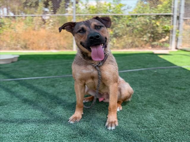 RUFFTY, Adoptable, Young Male German Shepherd Dog & Mixed Breed.