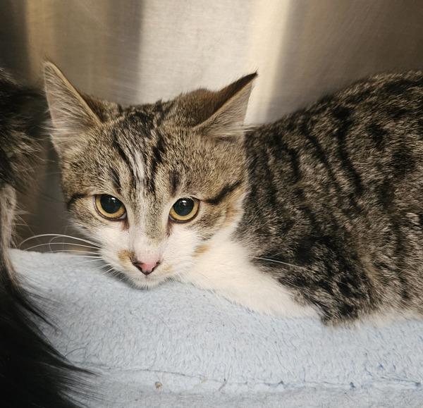 Mojito, Adoptable, Young Male Domestic Short Hair.