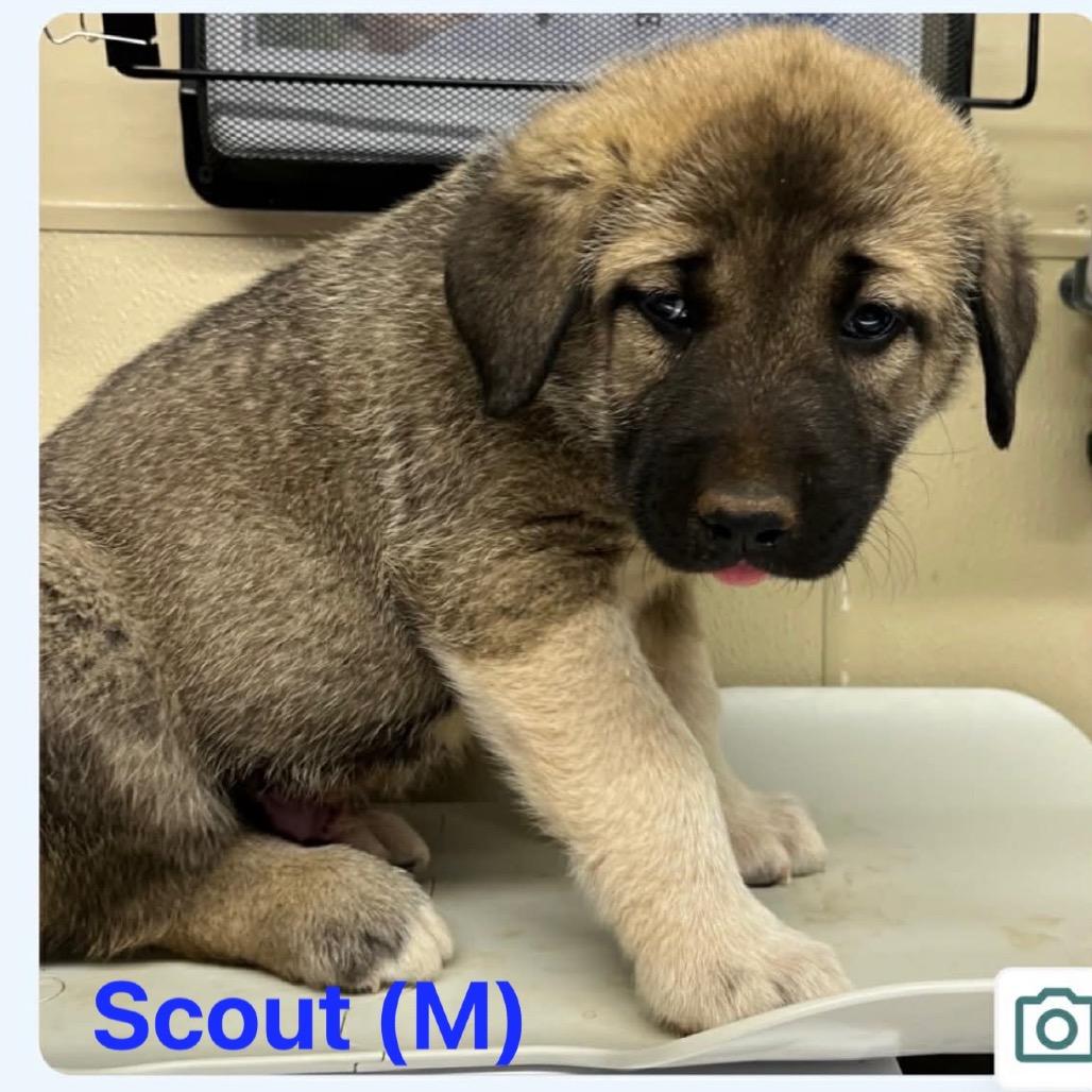 Scout, Adoptable, Puppy Male Caucasian Sheepdog / Caucasian Ovtcharka & Great Pyrenees.