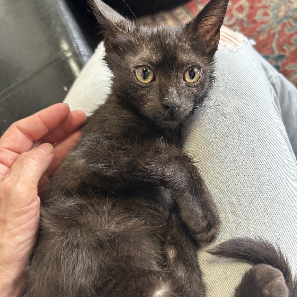 Radar — thumbnail 3