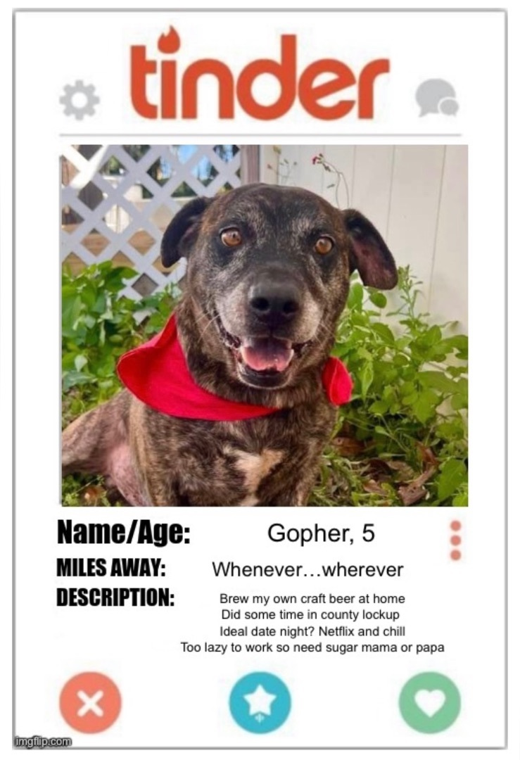 Gopher, a Adoptable Pit Bull Terrier in Plant City, FL image 1/5