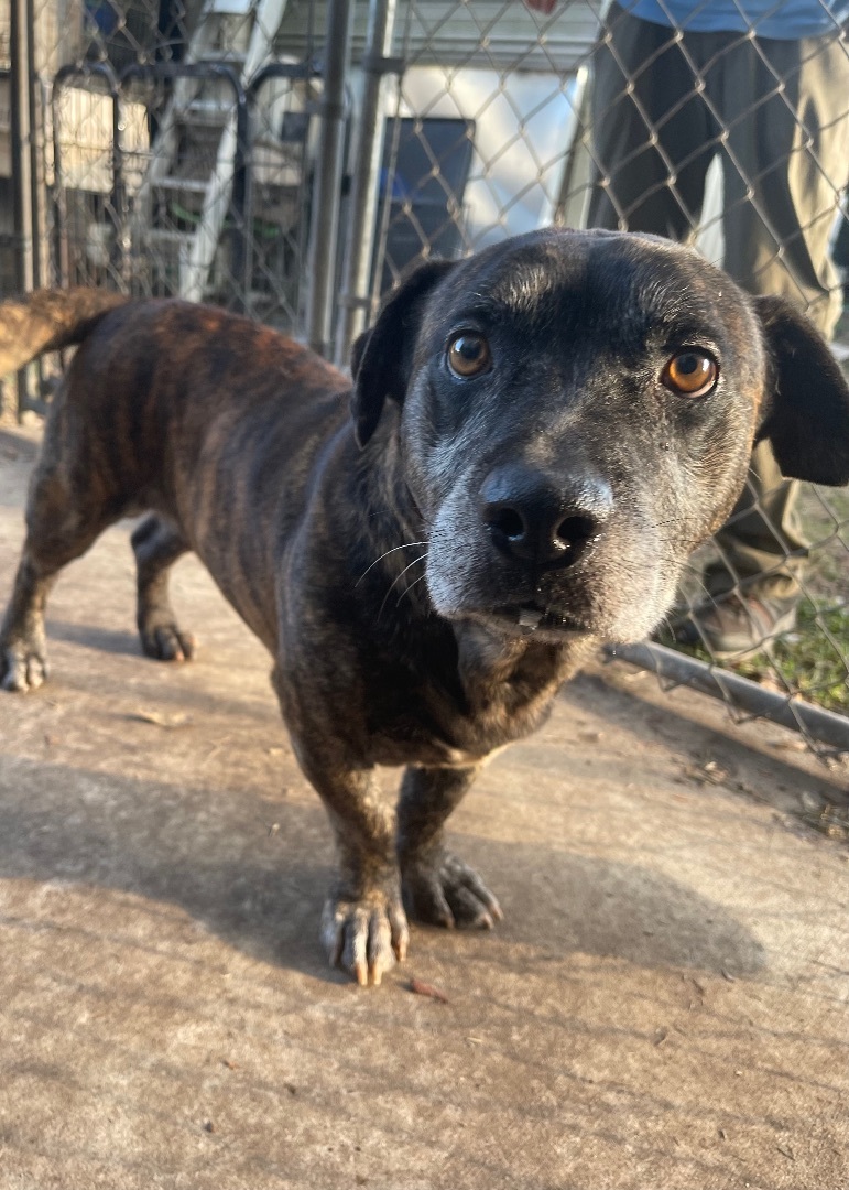 Gopher, a Adoptable Pit Bull Terrier in Plant City, FL image 2/5