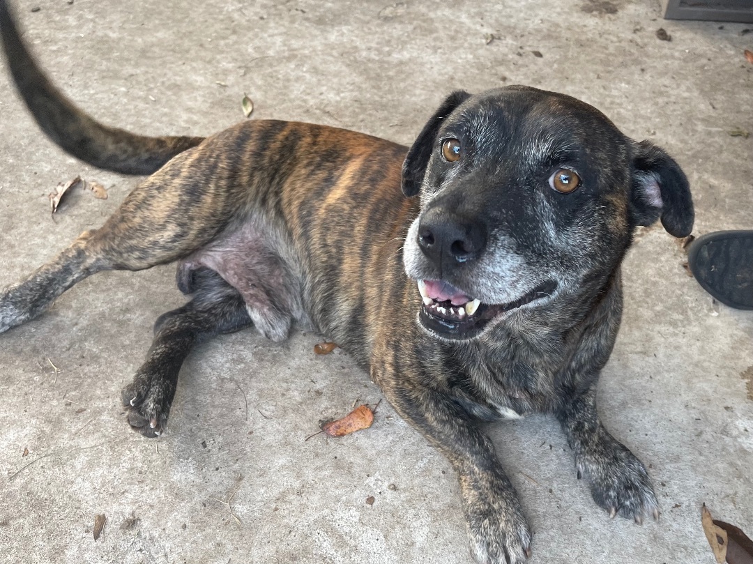 Gopher, a Adoptable Pit Bull Terrier in Plant City, FL image 3/5