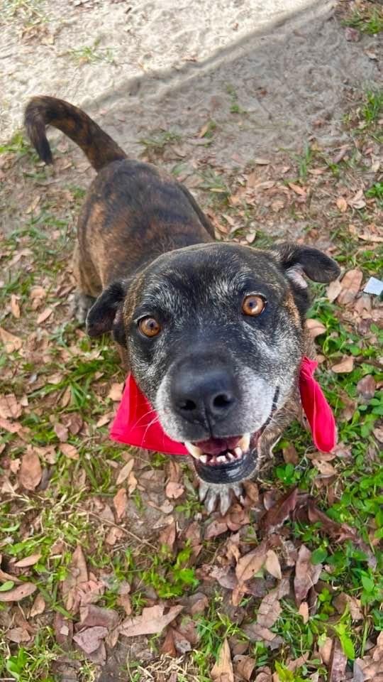 Gopher, a Adoptable Pit Bull Terrier in Plant City, FL image 4/5