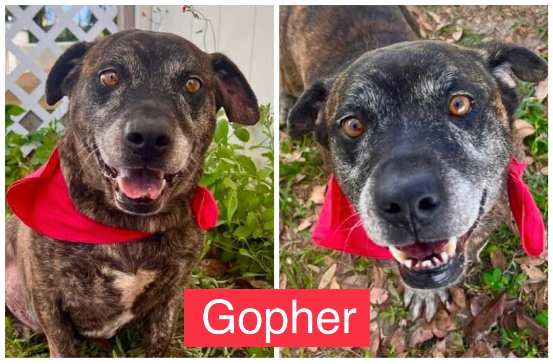 Gopher, a Adoptable Pit Bull Terrier in Plant City, FL image 5/5