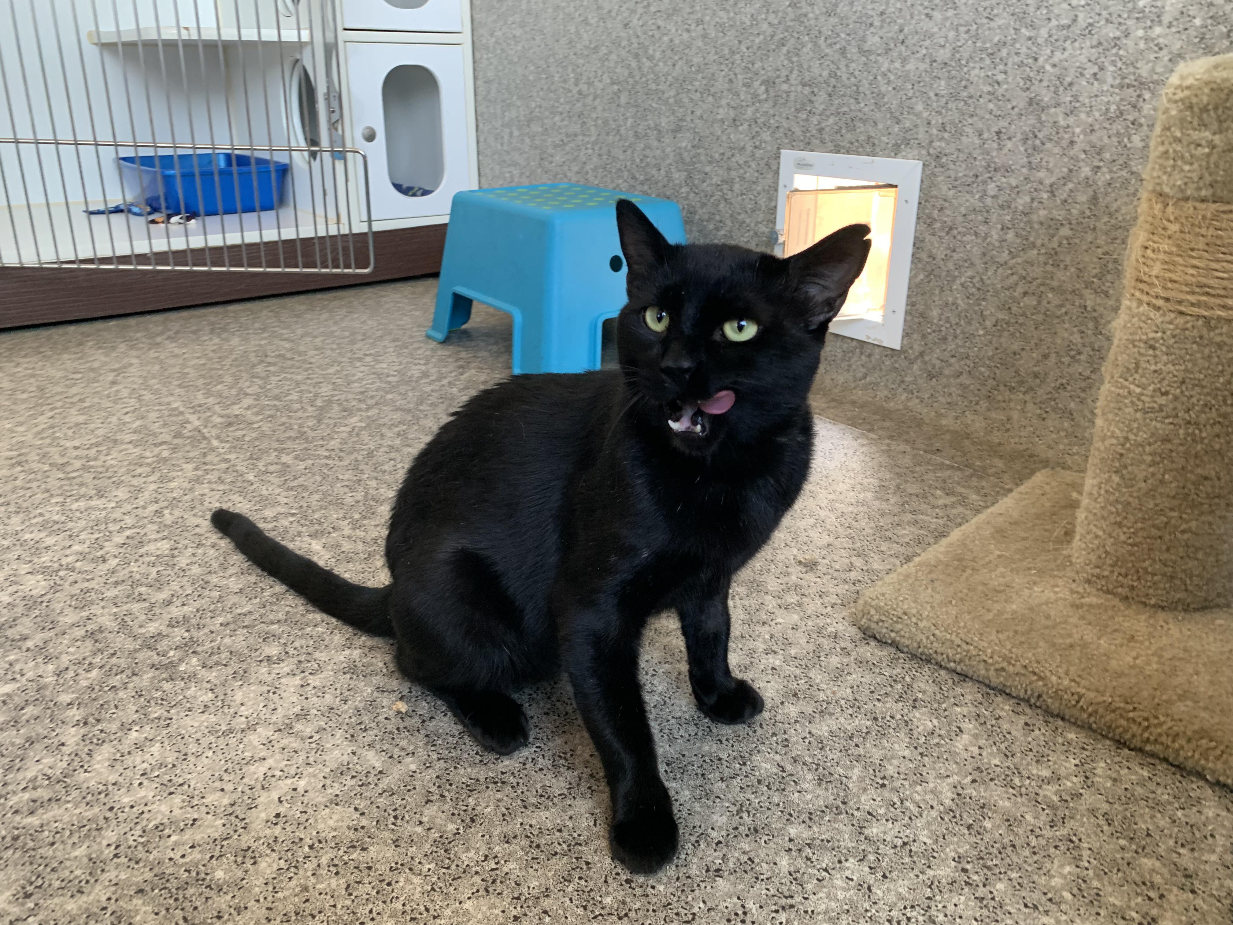 Enlarge Snowball, a Adopted Domestic Short Hair in Grass Valley, CA image 2/4