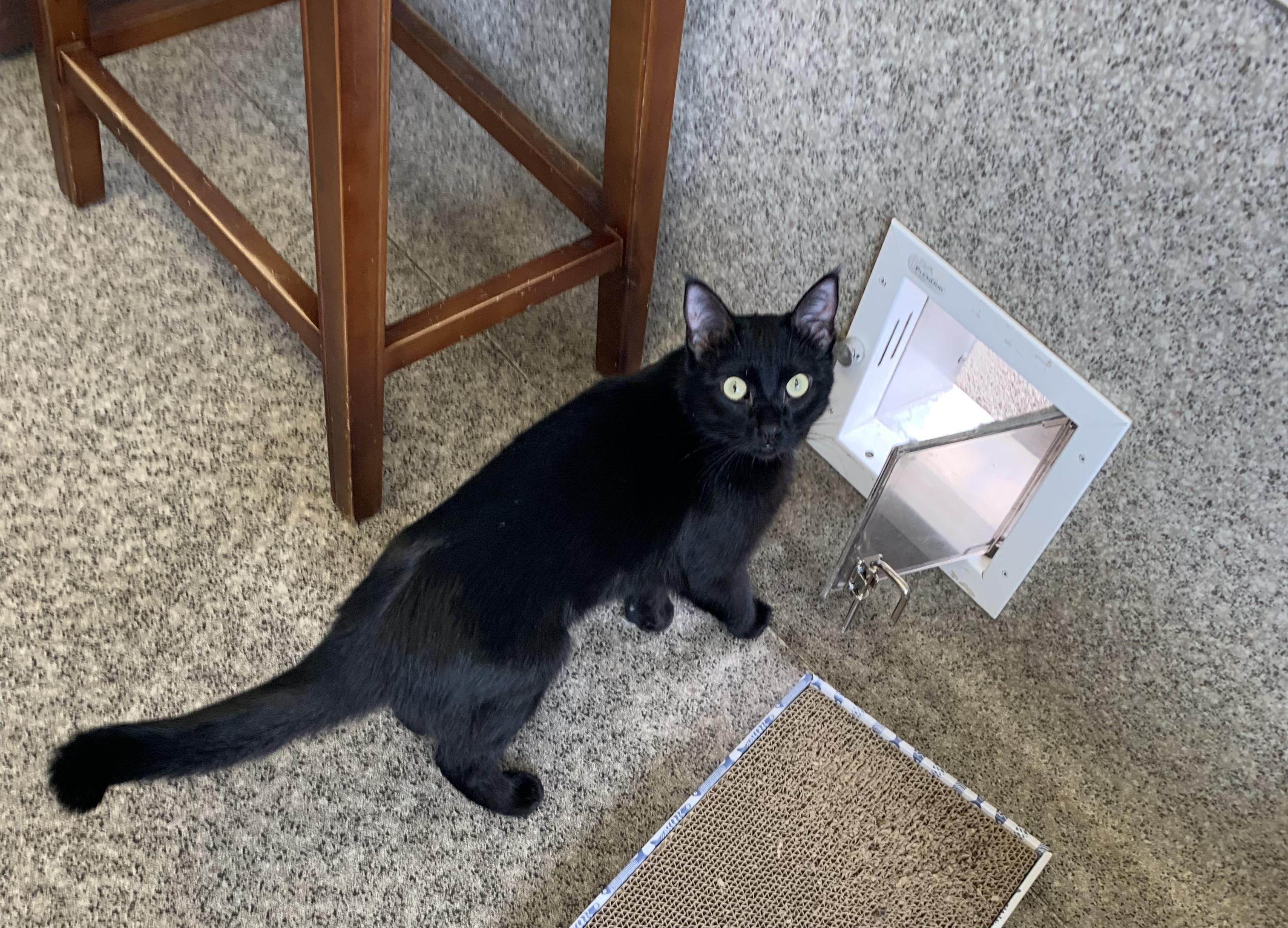 Enlarge Snowball, a Adopted Domestic Short Hair in Grass Valley, CA image 1/4