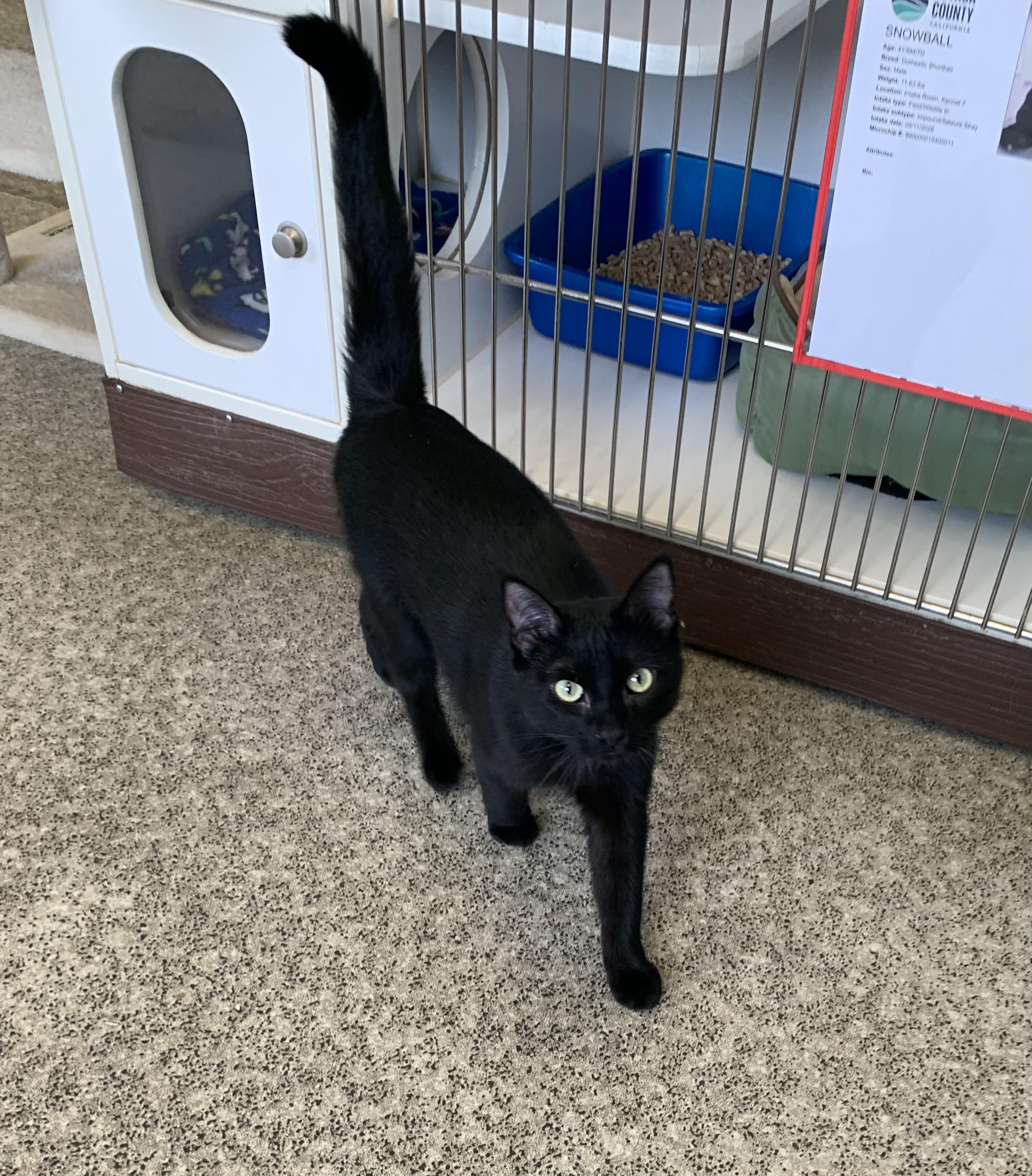 Enlarge Snowball, a Adopted Domestic Short Hair in Grass Valley, CA image 4/4