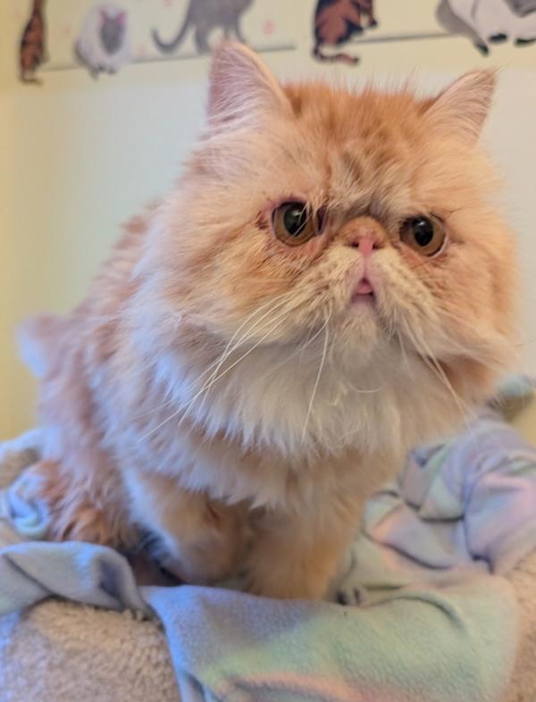CARL, a ADOPTABLE Persian in Kenosha, WI image 1/2