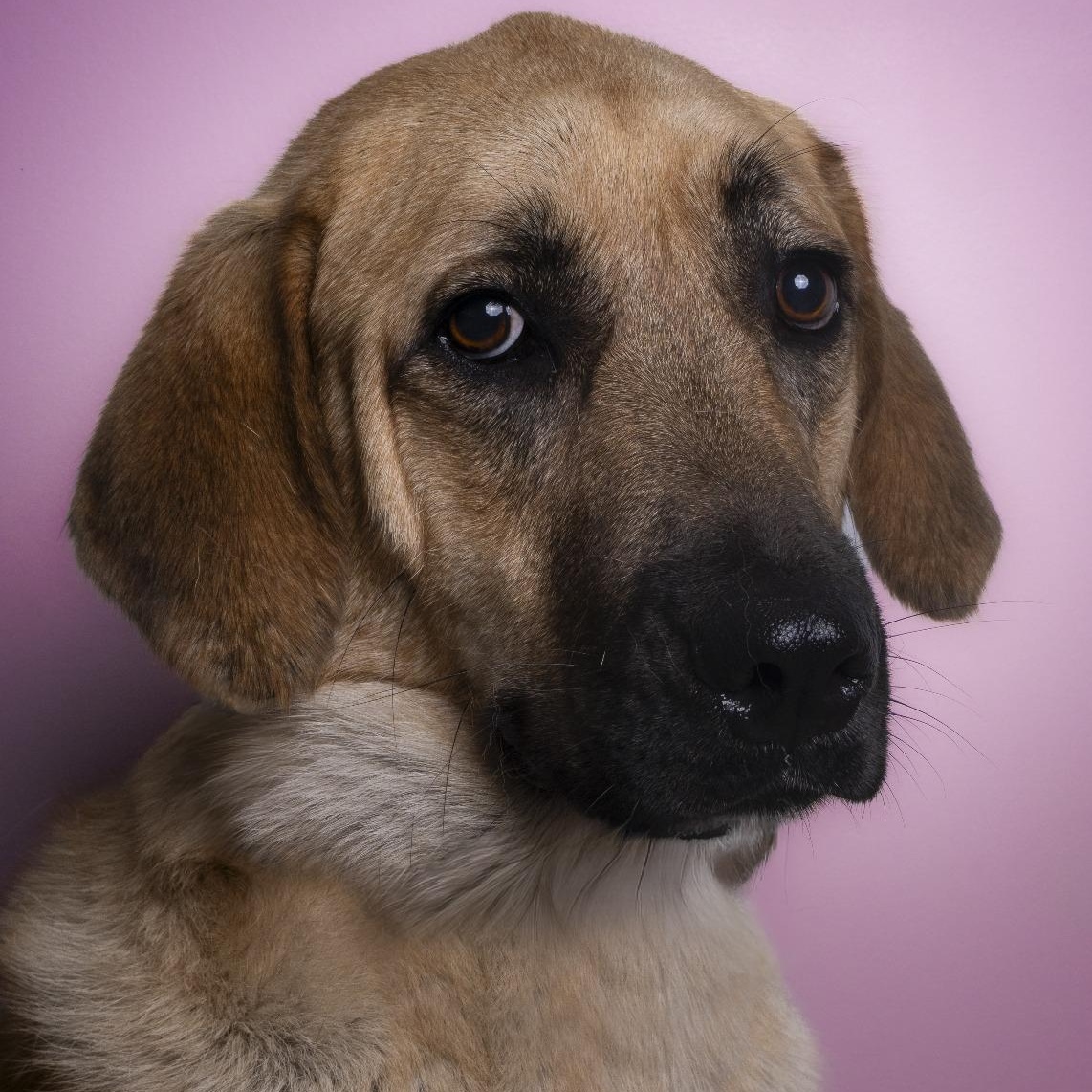 Enlarge Ms. Survivor Hopper ( Tripaw), a Adoptable mixed breed in Vaudreuil-Dorion, QC image 6/6