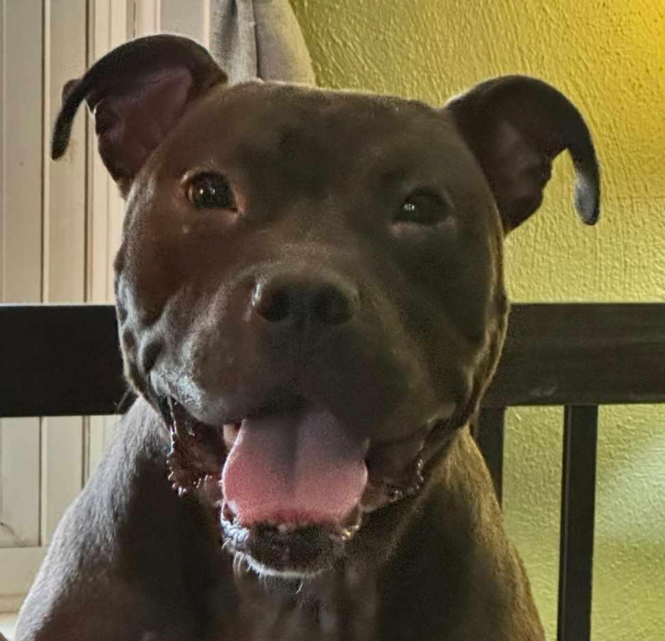 Connor — thumbnail 4