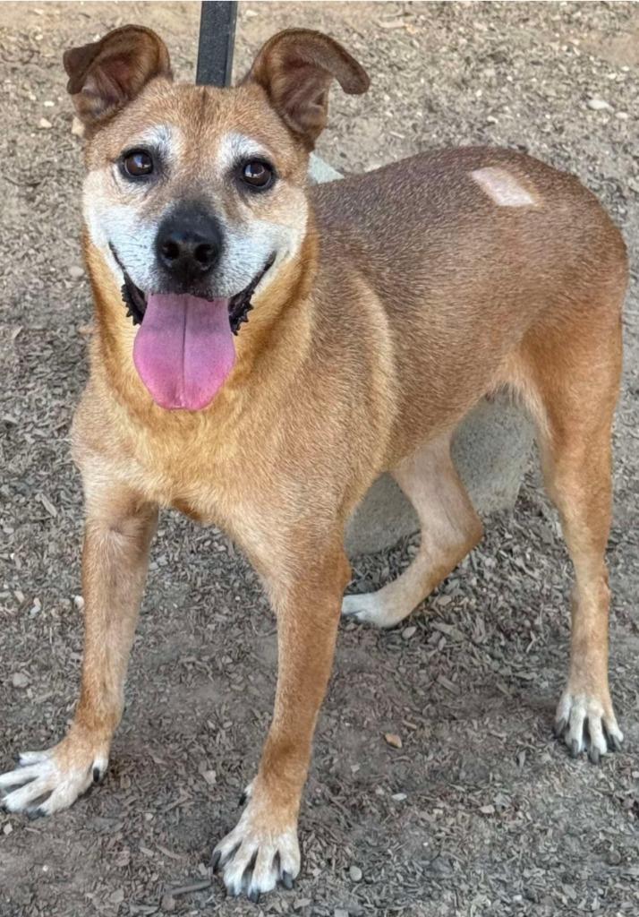 Yah-Yah, Adoptable, Senior Female Staffordshire Bull Terrier.