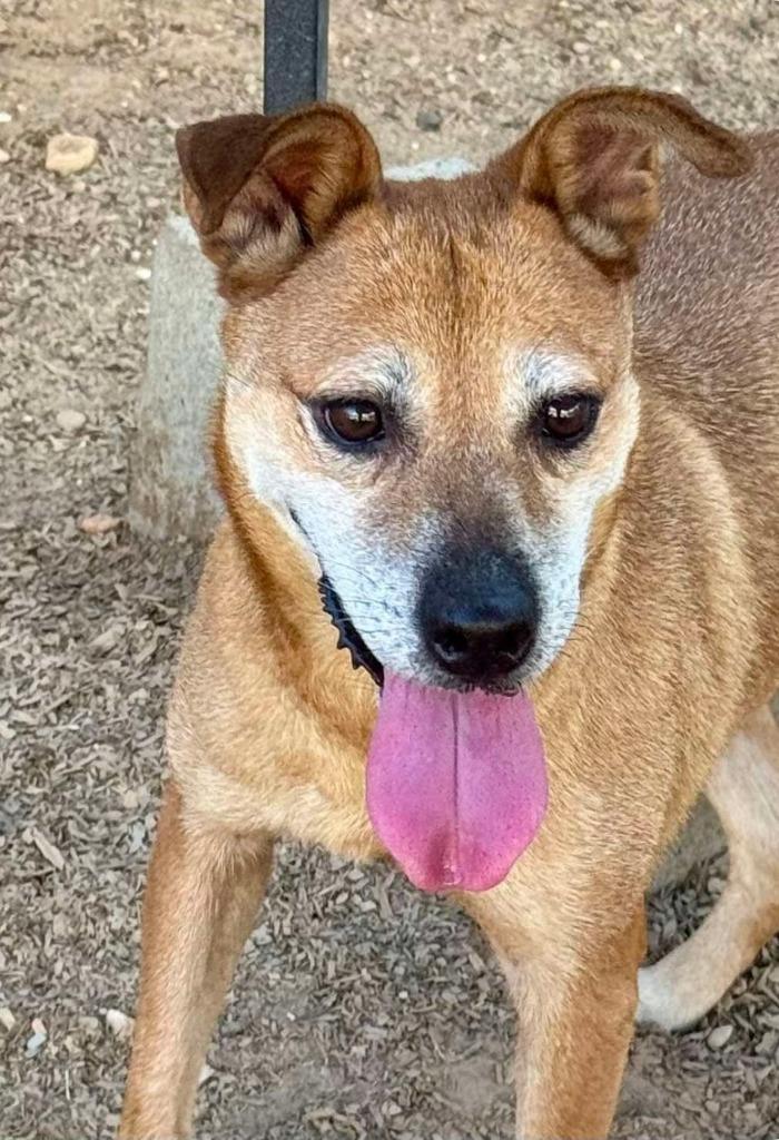 Enlarge Yah-Yah, a Adoptable mixed breed in El Dorado, AR image 2/5