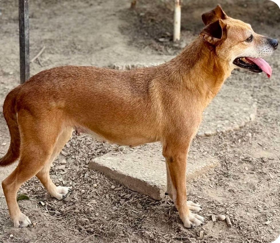 Enlarge Yah-Yah, a Adoptable mixed breed in El Dorado, AR image 3/5