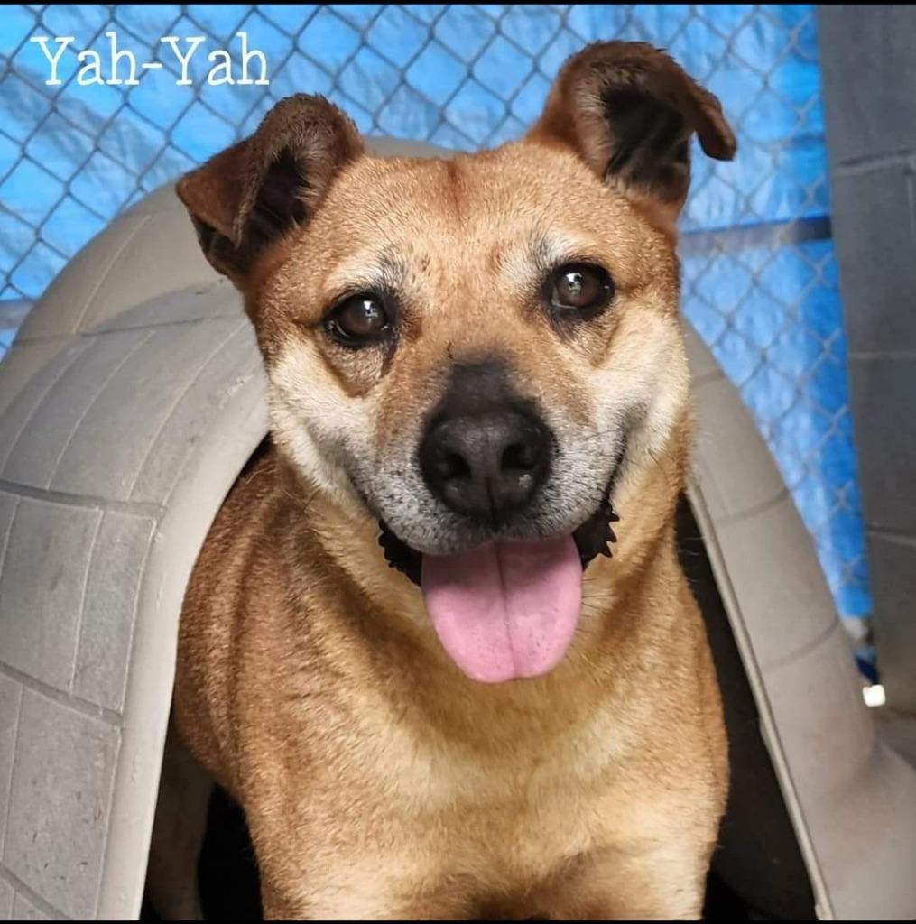 Enlarge Yah-Yah, a Adoptable mixed breed in El Dorado, AR image 4/5
