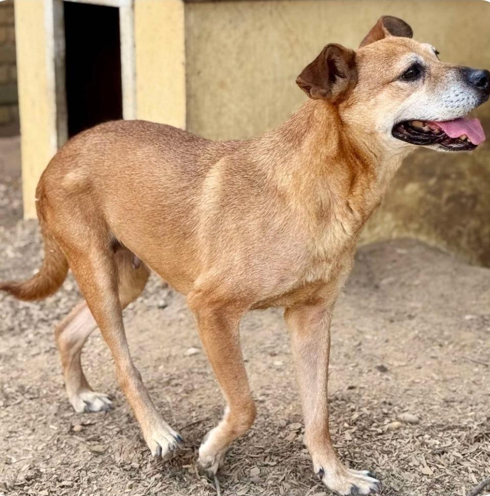 Enlarge Yah-Yah, a Adoptable mixed breed in El Dorado, AR image 5/5