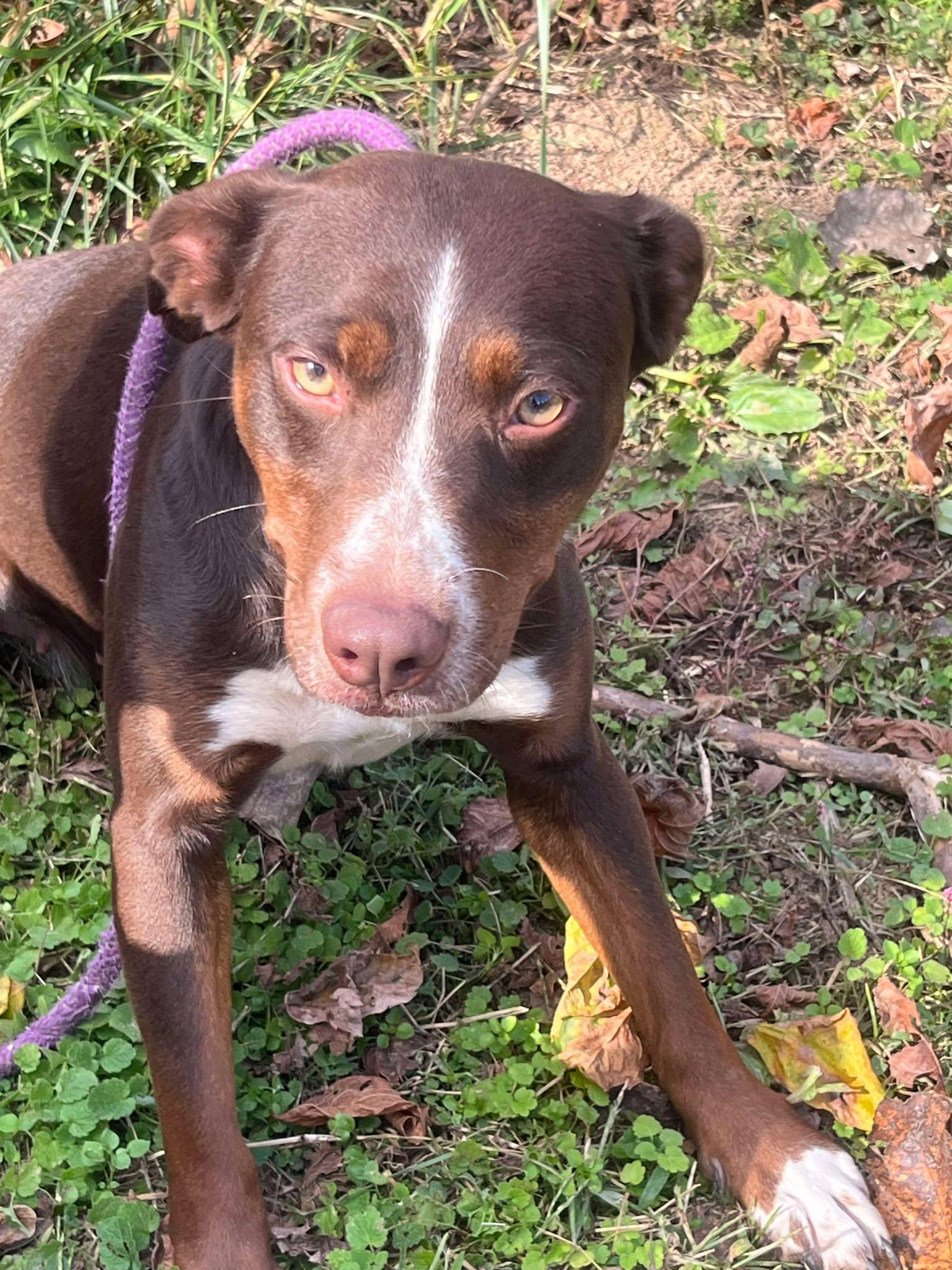 Lilly, a Adoptable mixed breed in Cookeville, TN image 1/6
