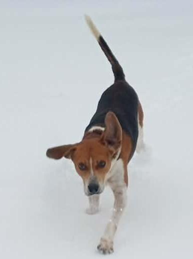 Enlarge Pirate, a Adoptable Treeing Walker Coonhound in Burgaw, NC image 1/4