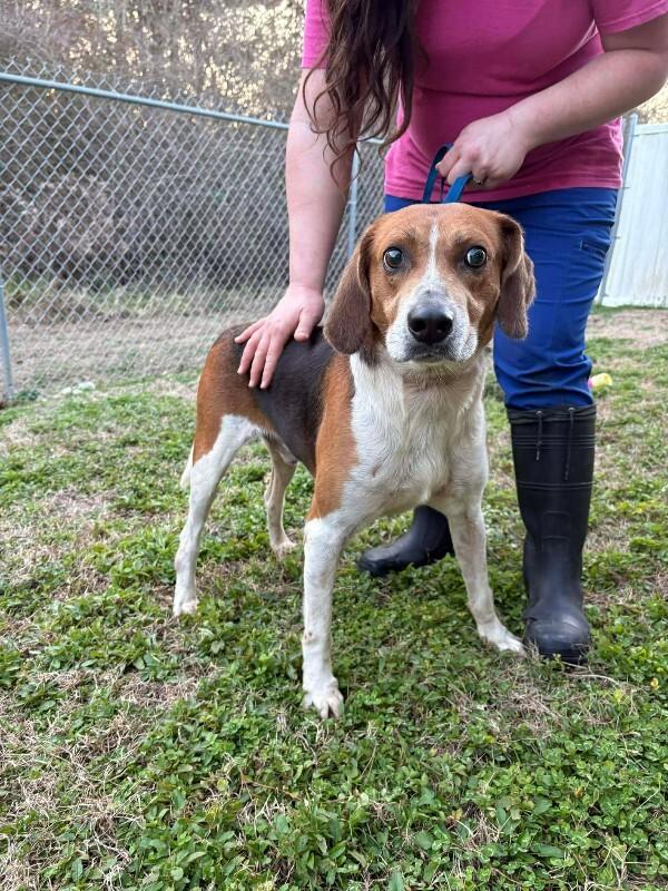 Enlarge Unknown, a Adoptable Treeing Walker Coonhound in Burgaw, NC image 1/1