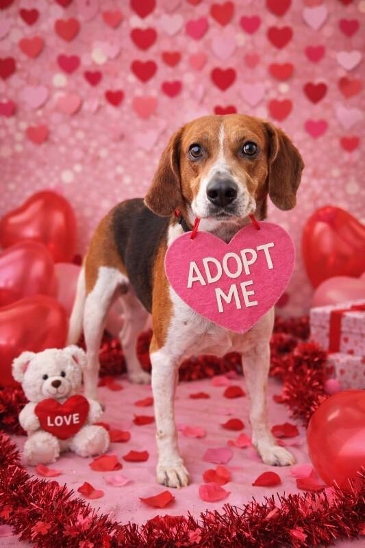 Enlarge Pirate, a Adoptable Treeing Walker Coonhound in Burgaw, NC image 4/4