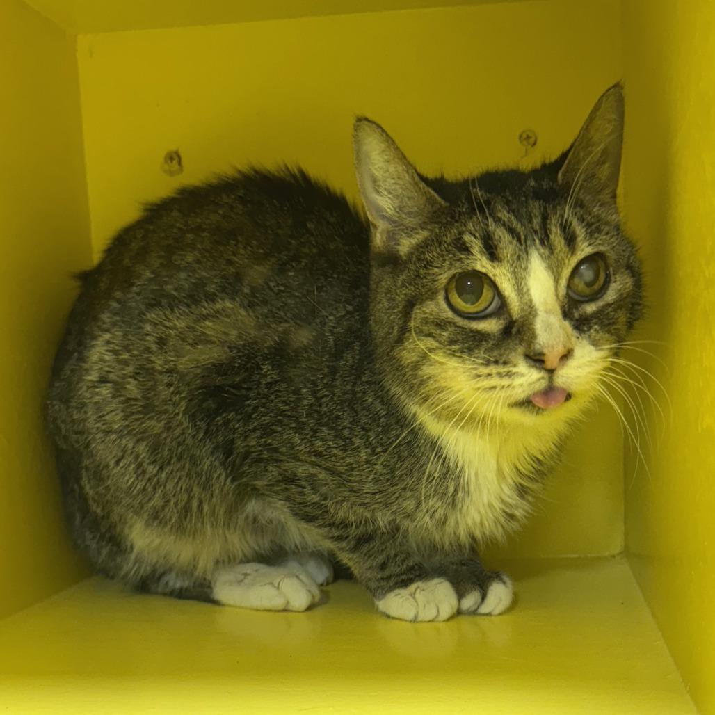 Jill, Adoptable, Senior Female Domestic Short Hair.