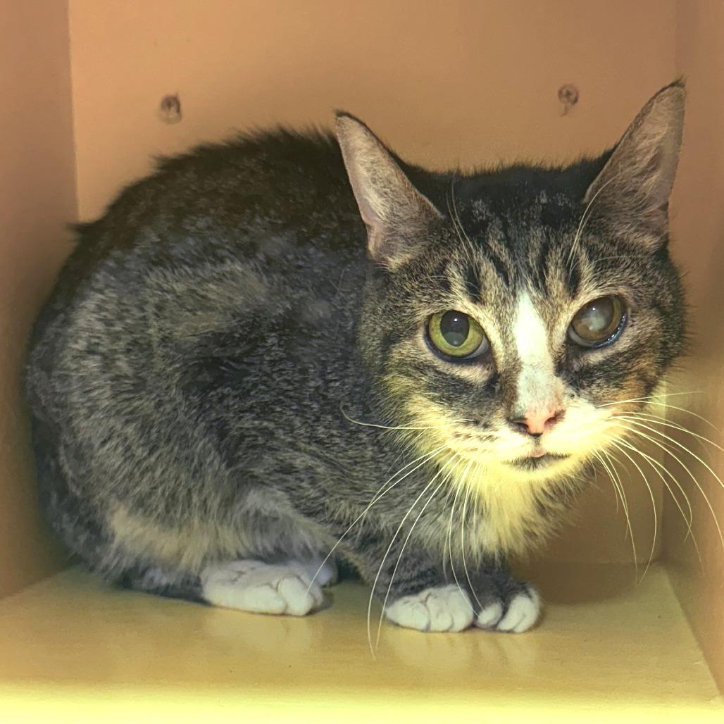 Jill, Adoptable, Senior Female Domestic Short Hair.
