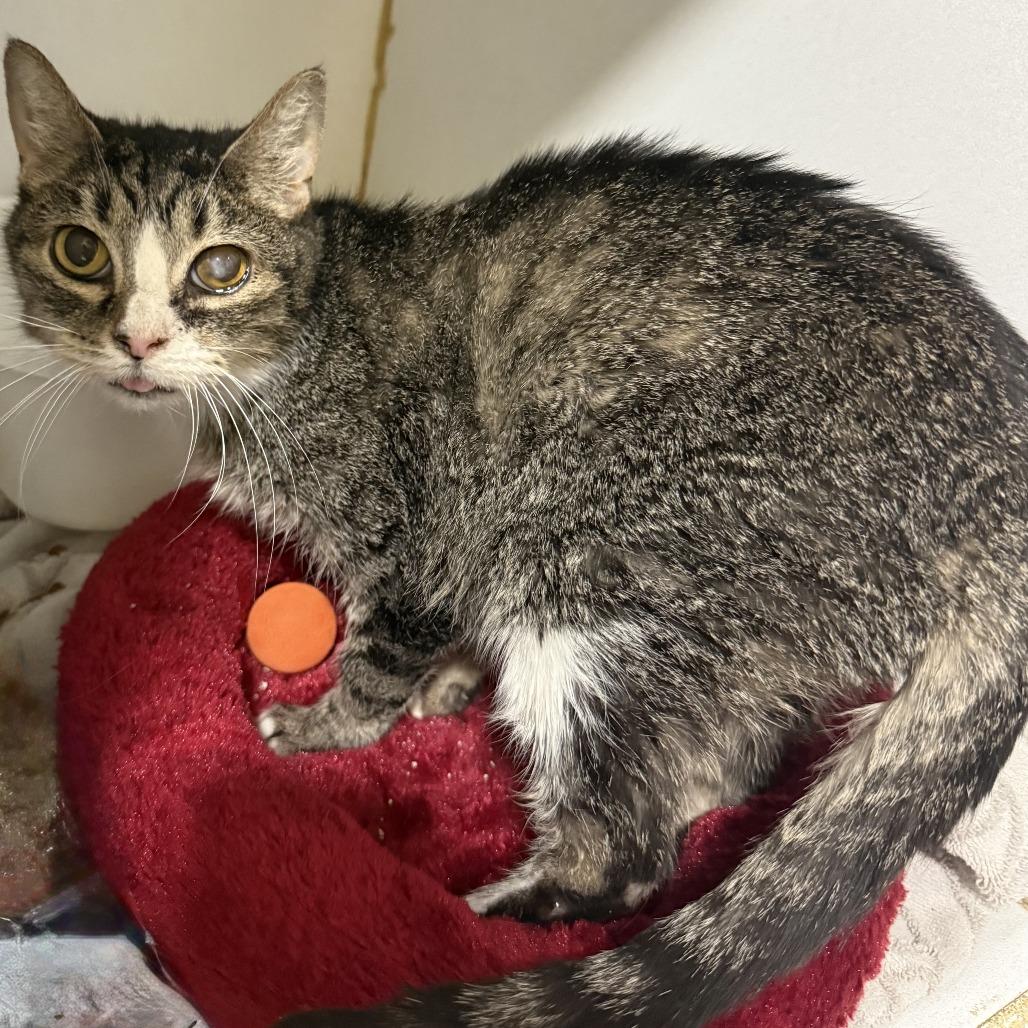 Enlarge Jill, a Adoptable Domestic Short Hair in Cabot, AR image 3/6