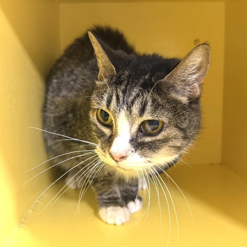 Enlarge Jill, a Adoptable Domestic Short Hair in Cabot, AR image 4/6