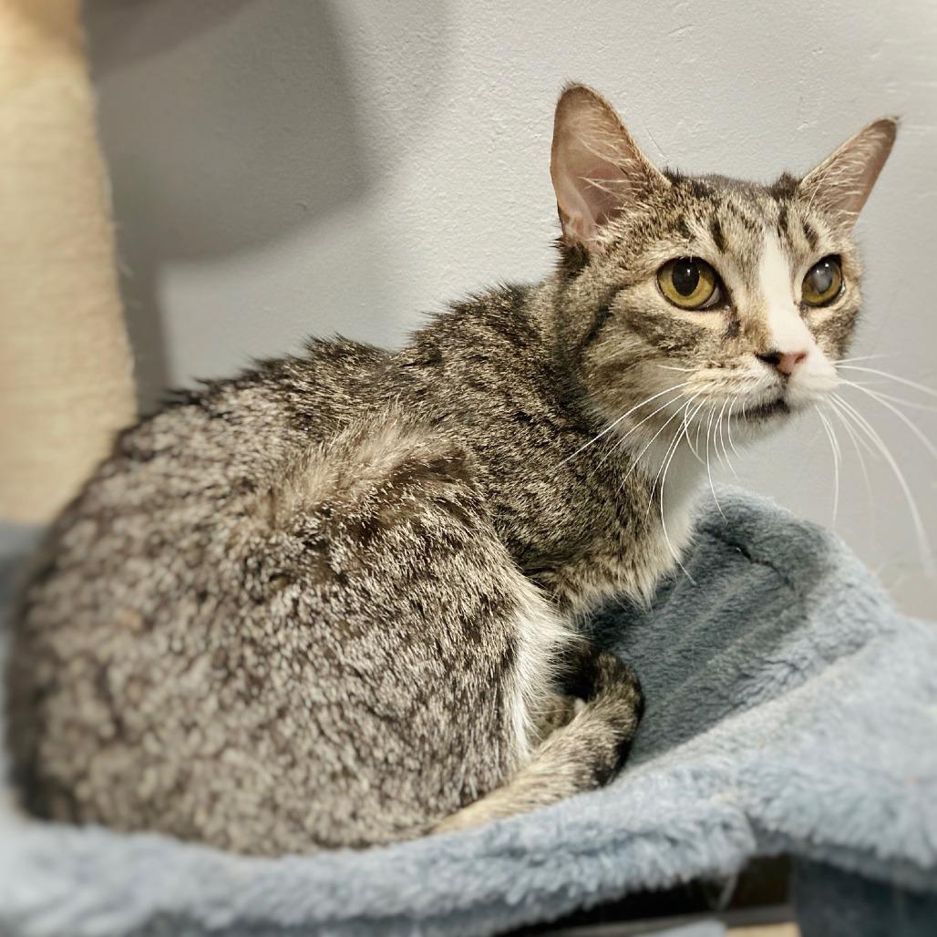 Jill, a Adoptable Domestic Short Hair in Cabot, AR image 4/6