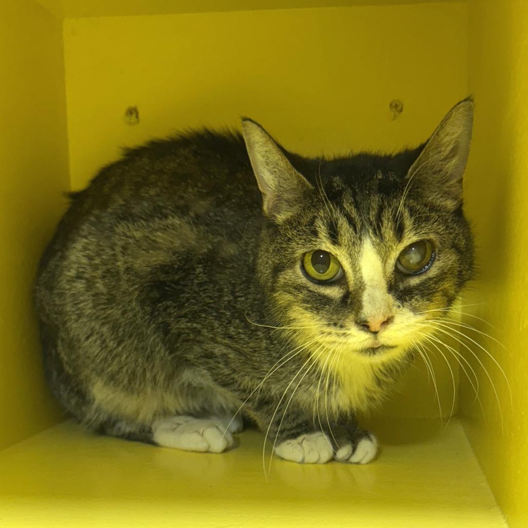 Enlarge Jill, a Adoptable Domestic Short Hair in Cabot, AR image 5/6