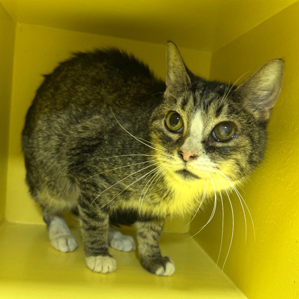 Enlarge Jill, a Adoptable Domestic Short Hair in Cabot, AR image 6/6