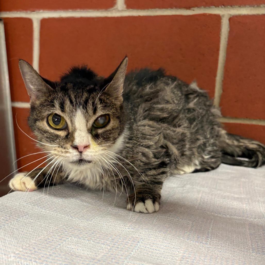 Enlarge Jill, a Adoptable Domestic Short Hair in Cabot, AR image 1/2