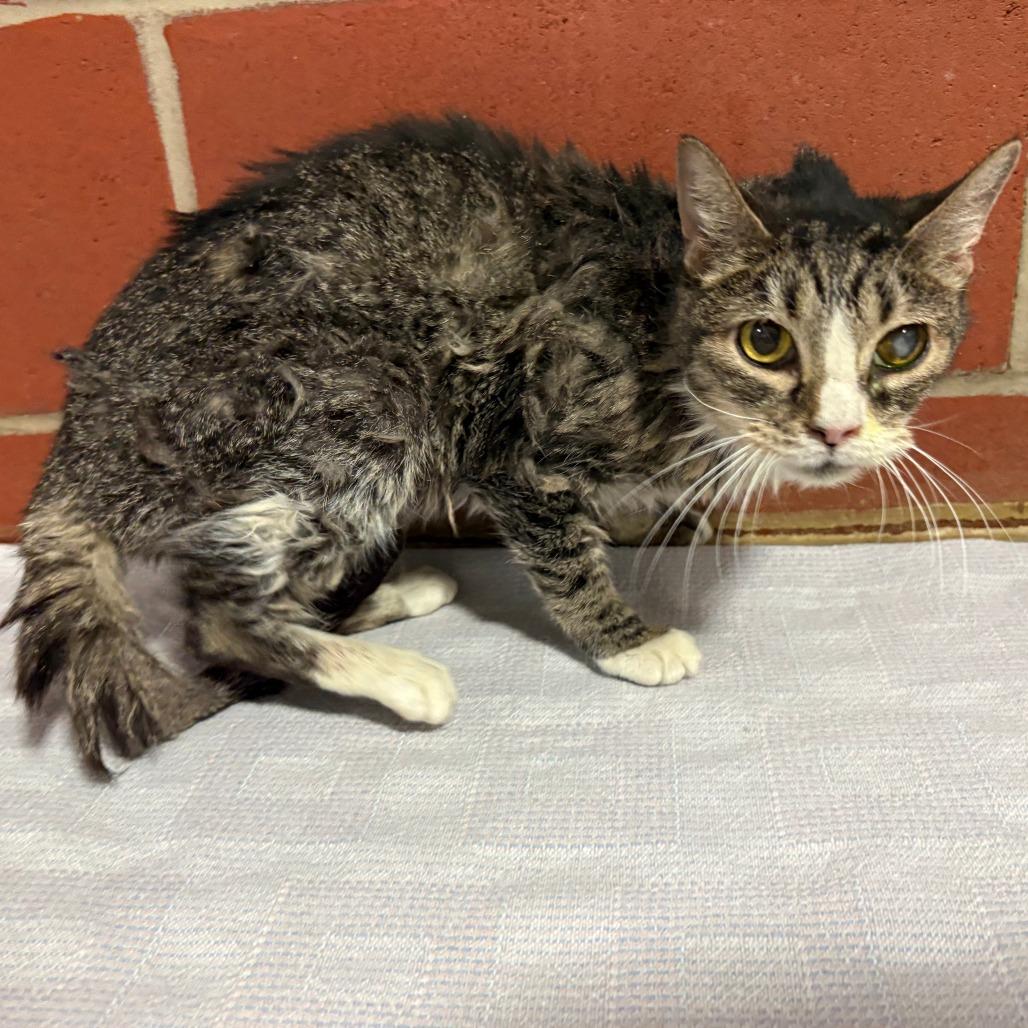 Enlarge Jill, a Adoptable Domestic Short Hair in Cabot, AR image 2/2