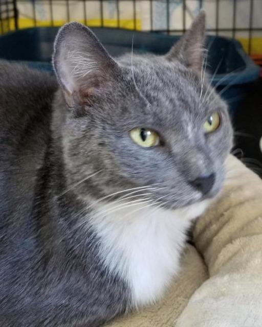 Myrtle, Adoptable, Senior Female Domestic Short Hair.