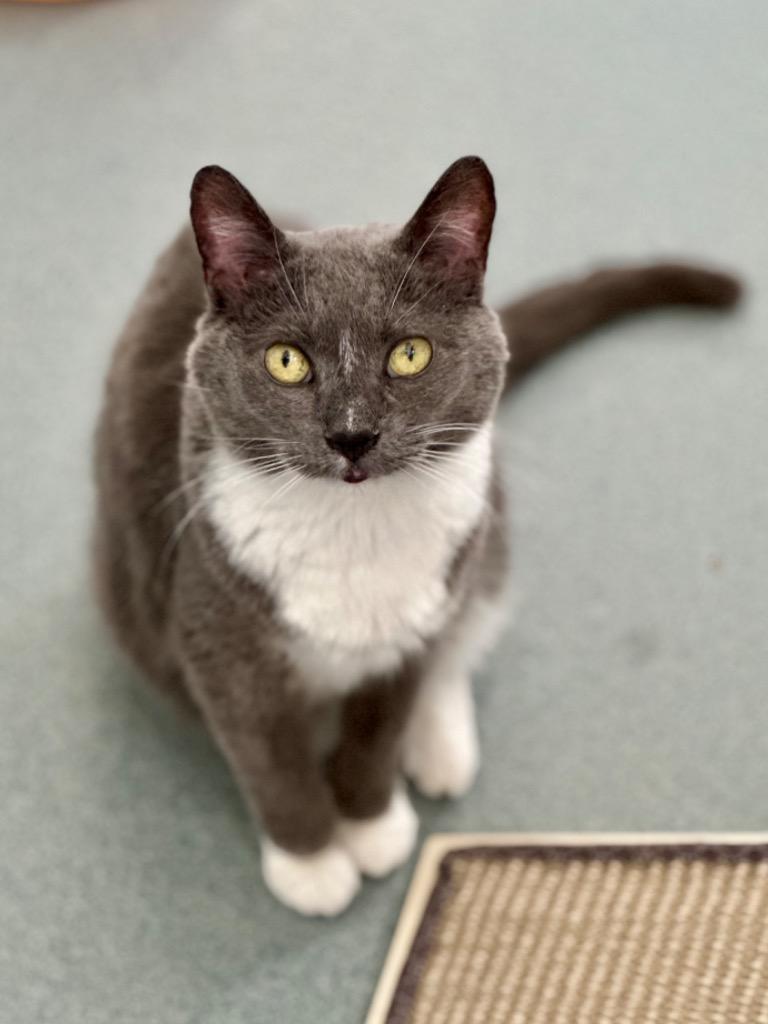 Myrtle 383T, Adoptable, Senior Female Domestic Short Hair.