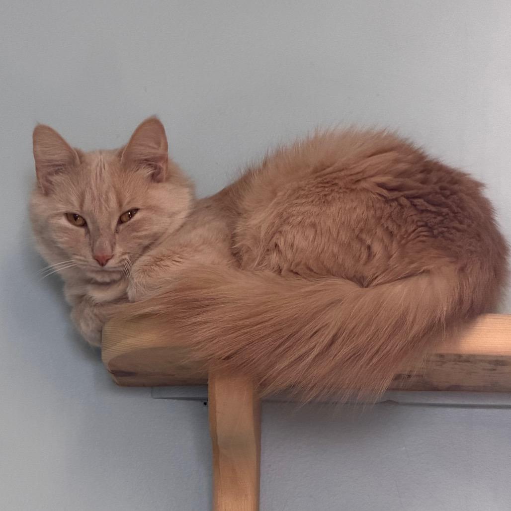 Enlarge Butterscotch, a Adoptable Domestic Long Hair in Middlebury, VT image 1/3