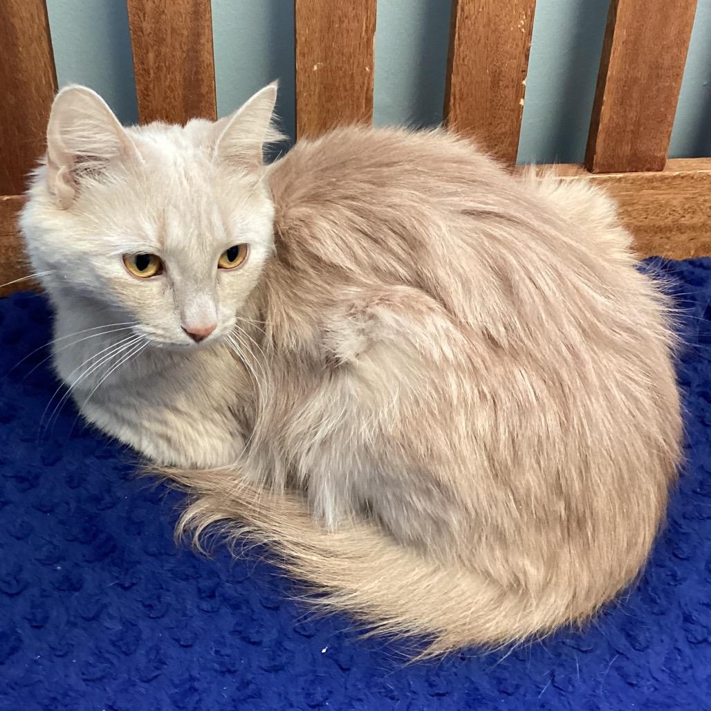 Enlarge Butterscotch, a Adoptable Domestic Long Hair in Middlebury, VT image 2/3