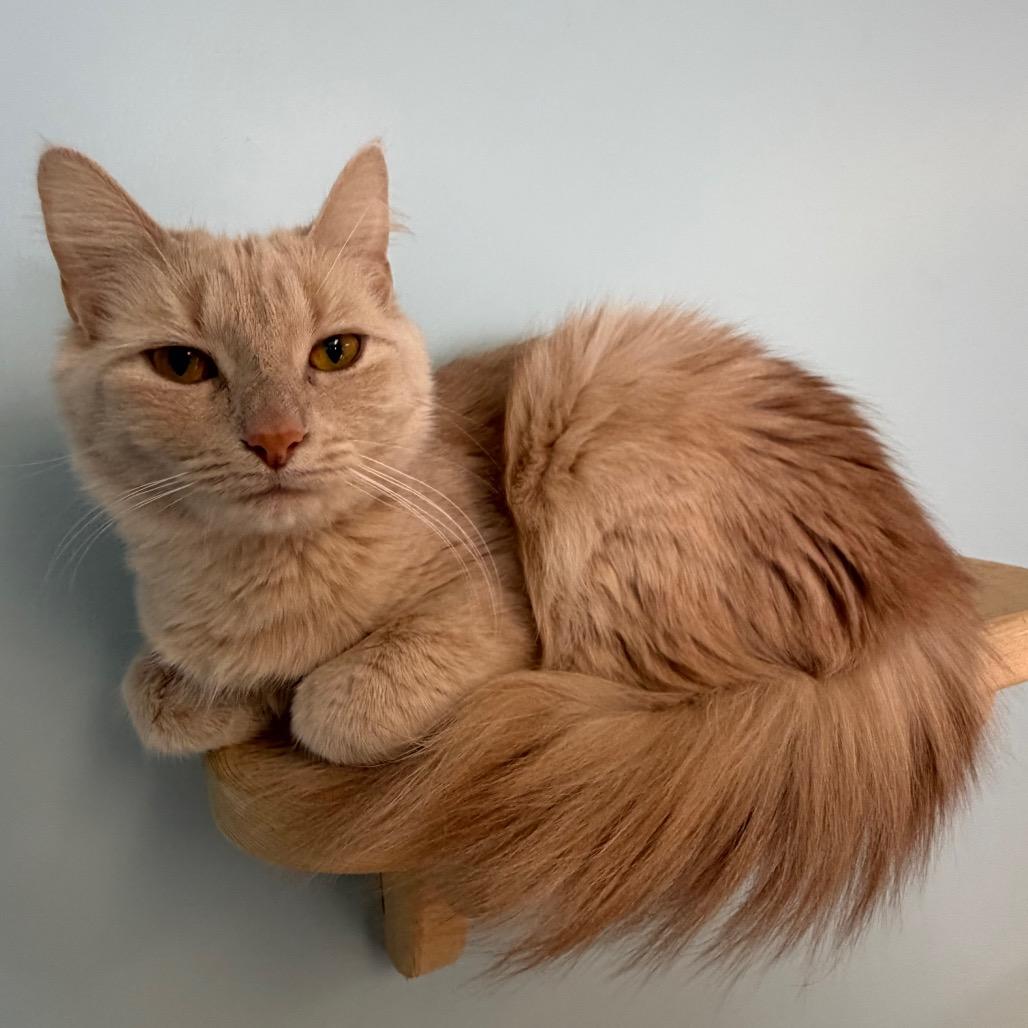 Enlarge Butterscotch, a Adoptable Domestic Long Hair in Middlebury, VT image 3/3