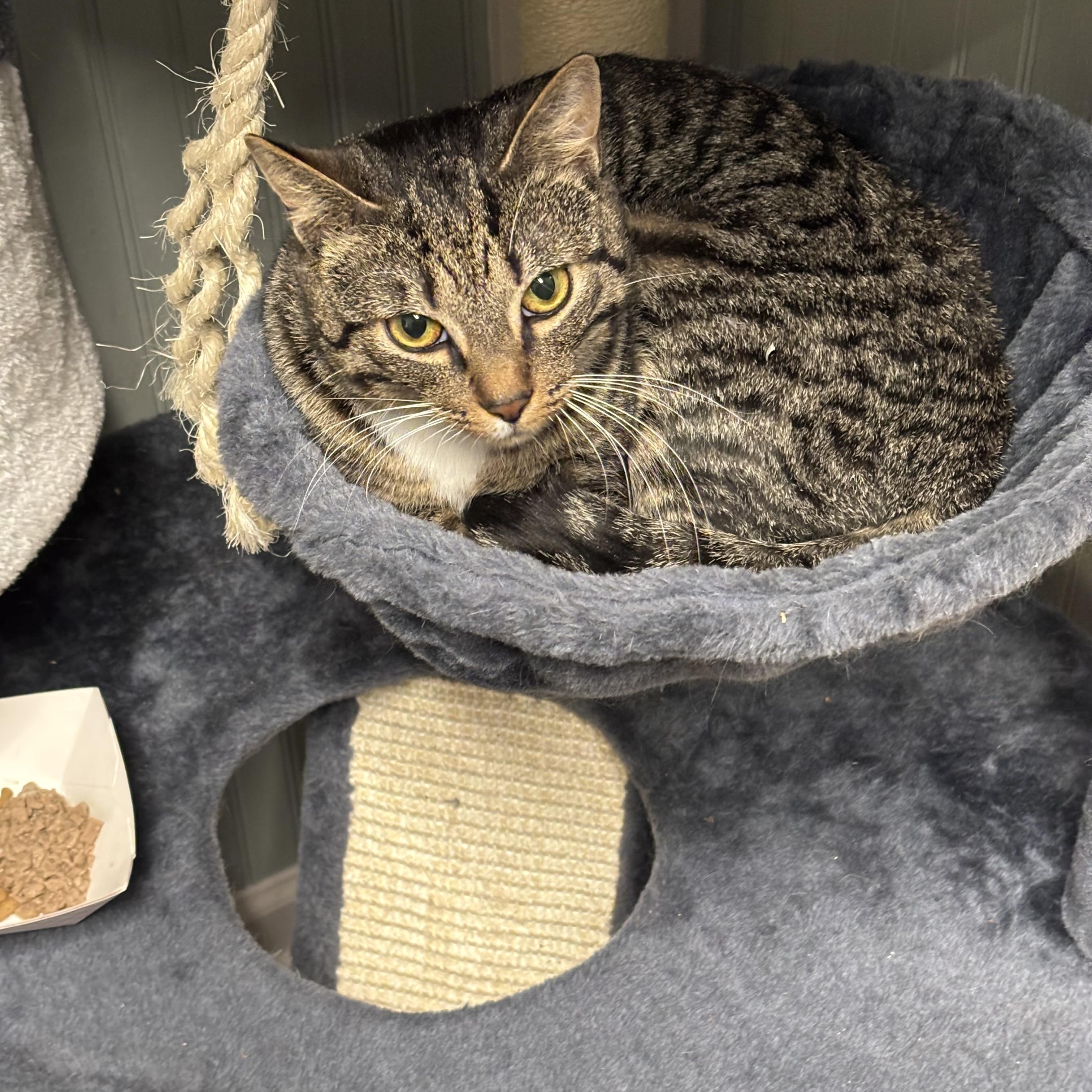 Astro, Adoptable, Young Male Domestic Short Hair.