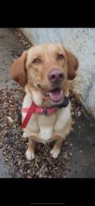 Enlarge Nahla, a Adoptable Labrador Retriever in Austin, TX image 1/2