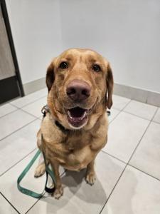 Enlarge Nahla, a Adoptable Labrador Retriever in Austin, TX image 2/2